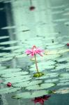 Pink lotus flower isolated