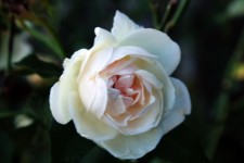 Rosa weiße Rose
