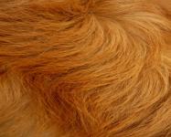 Pes vlasy (1)