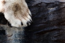 Polar bear paw