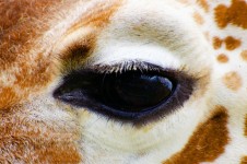 Olhos da bela girafa