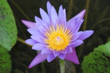 Purple Color Lotus Flower