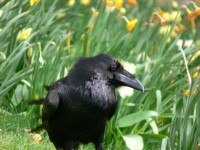 Raven in grass