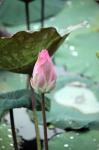 Red Lotus Bud And Leaf On The Pond