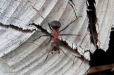 Red Madera Ant