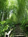 Straße in Bambus