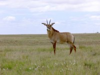 Antilope Roan