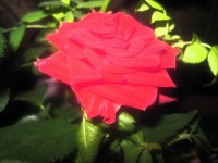 Цветет роза & Vine 1