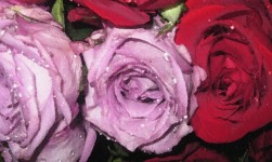 Rosas Bloom