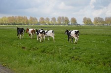 Running cows 3