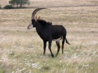 Sable Antilope
