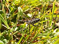 Den manliga Wasp Spider
