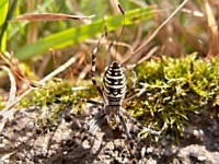 O Wasp Aranha macho