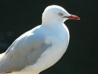 Seagull Close Up Foto