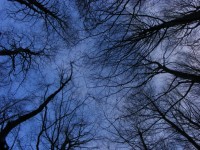 Silhouette Baum und Himmel