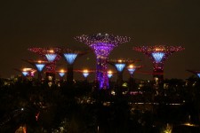 Singapore cielo albero vista notturna