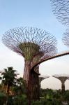 Singapour arbre ciel