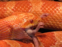 Snake äter en mus