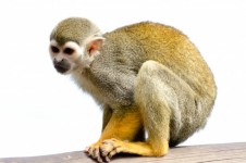 Macaco de esquilo