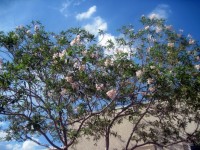 Summer Tree Blossoms Sky Adobe Início