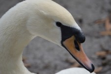 Swan visage