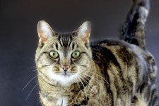 Mourovatá kočka tmavé pozadí