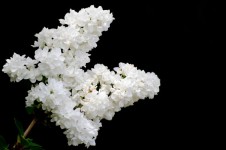 The branch of a white lilac