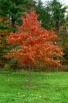 Träd med röda blad