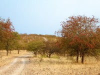 Fák bélés sivatagi úton