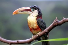 Toucan Vogel im Zoo