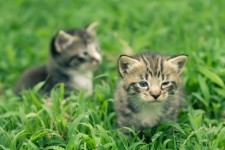 Dois gatinhos adoráveis