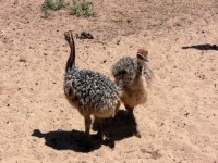Two ostrich chicks