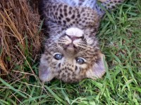Upside down filhote de leopardo