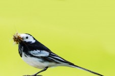 Wagtail With Mosquito In Beak