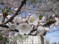 Washington DC das flores de cerejeira