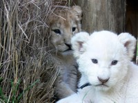 Branco e dourado filhotes de leão