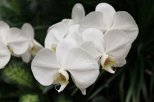белый большой цветок орхидеи, Сингапур