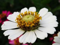 Fehér gyertyát Flower