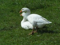White Gooses