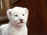 Filhote de leão branco