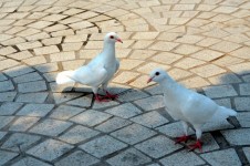 Pigeons Blancs