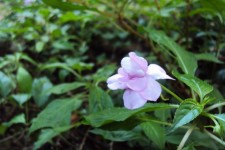 Flor violeta silvestre