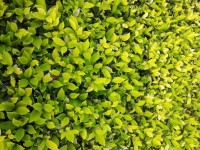żółte tło zielone liście