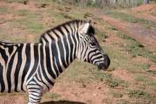 Ritratto della zebra
