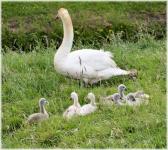 Swan With Youngs 1