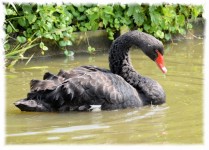 Black Swan Series 3, Prince 2