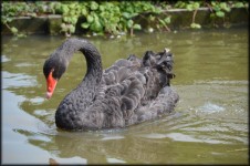 Black swan Series 3, 5 Prince