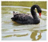 Black Swan Series 3 Black Prince