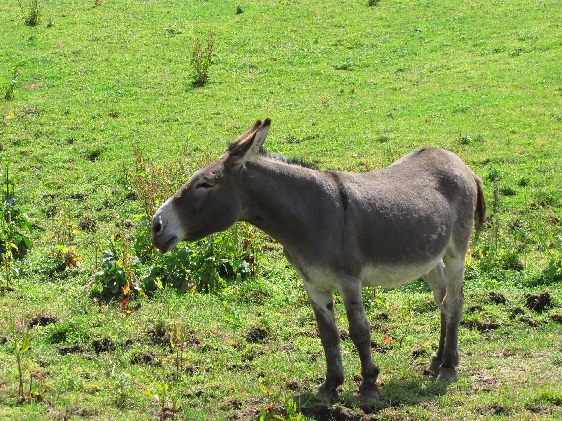Donkey In The Meadow 2 Free Stock Photo Public Domain Pictures