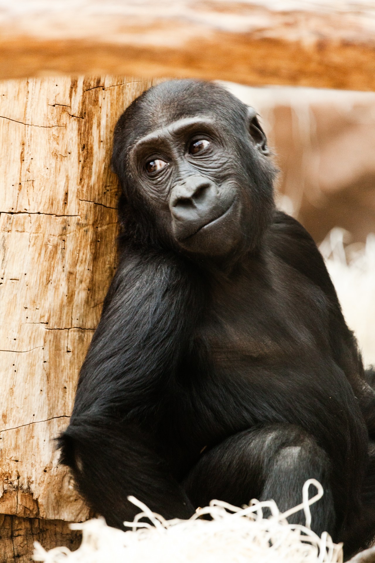 Bébi gorilla